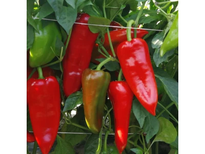 Kaprus 500 szem kápia paprika vetőmag