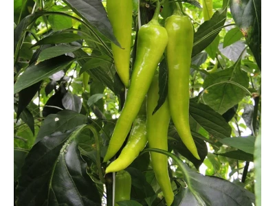 Kard 1000 szem hegyes erős paprika vetőmag