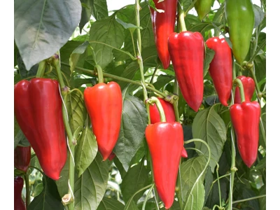 Kárpát 1.000 szem kápia paprika vetőmag
