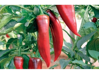 Kárpia 1000 szem kápia paprika vetőmag