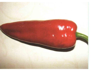 Keyten K10 500 szem kápia paprika vetőmag