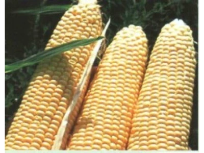 Kinze 5.000 szem csemegekukorica vetőmag