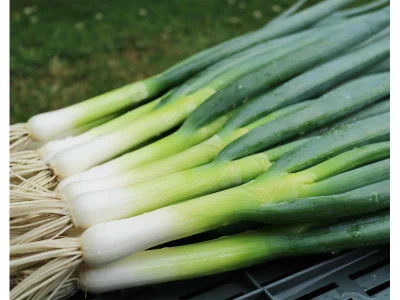 Kishi F1 25.000 szem kötözőhagyma vetőmag