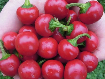 Korál 1.000 szem cseresznyepaprika vetõmag