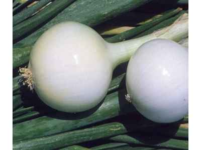 Kosma 500 g fehér hagyma vetőmag