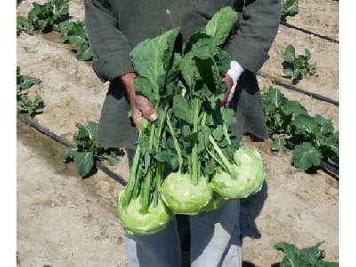 Kossak 2.500 szem karalábé vetőmag PREC