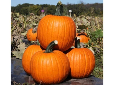 Kratos F1 500 szem halloween tök vetőmag