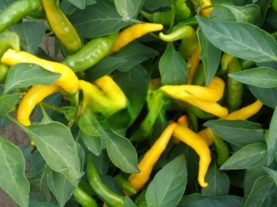 Kristián 100 szem chili paprika vetőmag
