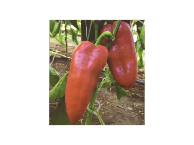 Krypton 1.000 szem kápia paprika vetőmag