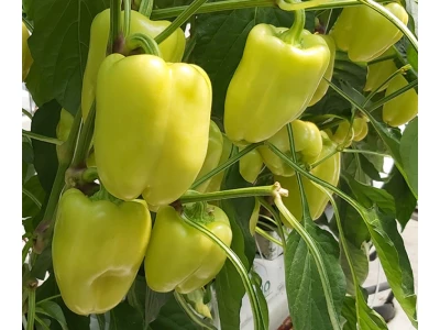 Lisenka 250 szem blocky paprika vetőmag