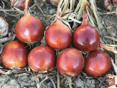 Lunika F1 250.000 szem vöröshagyma vetõmag PREC
