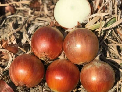 Magika F1 250.000 szem Prec vöröshagyma vetõmag