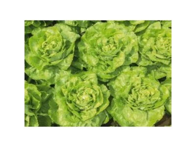 Malis AS 36-057 1.000 szem saláta vetőmag