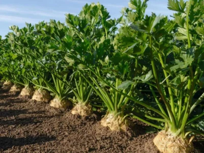 Markiz 10.000 szem gumós zeller vetõmag PILL