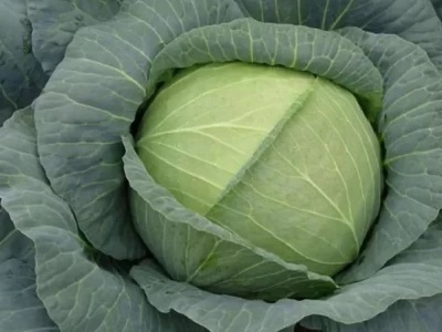 Marloo 2.500 szem fejes káposzta vetőmag