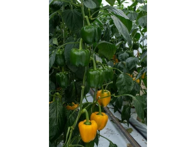 Matthews 100 szem kaliforniai paprika vetőmag