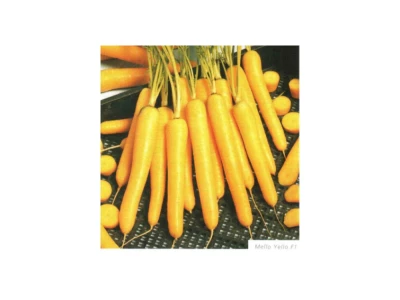 Mello Yello 25.000 szem sárgarépa vetőmag 1,6-1,8