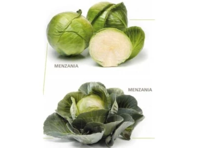 Menzania 2500 szem fejes káposzta vetőmag