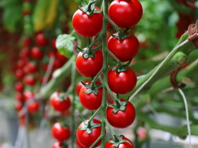 Moncherry 2000 F1 100 szem paradicsom vetõmag