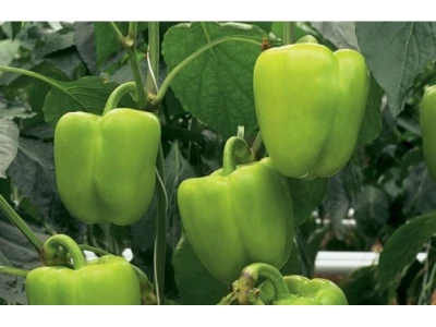 Monte 500 szem blocky paprika vetőmag