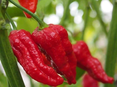 Naga Jolokia Red 50 szem paprika vetõmag