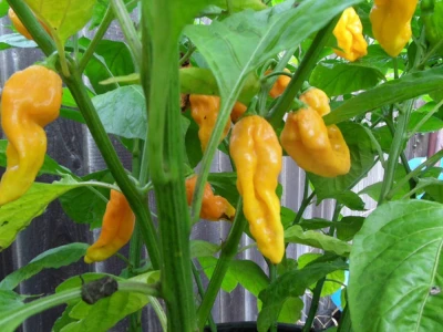 Naga Jolokia Yellow 50 szem chilli vetőmag