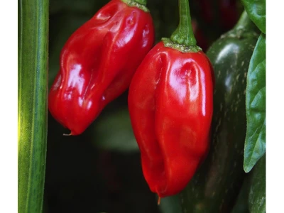Naga Morich 50 szem chilli paprika vetõmag