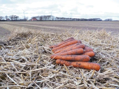 Napa 500.000 szem sárgarépa vetőmag  BMOX 2,0-2,2