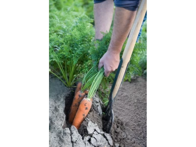 Navedo 25000 szem sárgarépa vetőmag 1,8-2