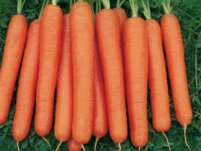 Nevis 25.000 szem sárgarépa vetõmag 2,0-2,2