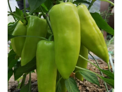 Octavia 100 szem halványzöld TV paprika vetőmag