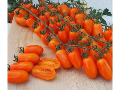 Odat 100 szem szilvaparadicsom vetőmag