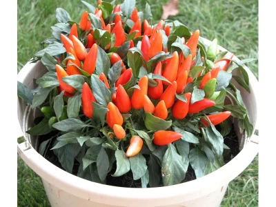 Oraneta 50 szem chilli paprika vetőmag