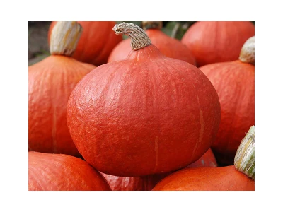 Orange Summer 250 szem tök vetőmag