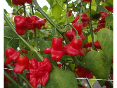Ornamental Bell 50 szem chilli paprika vetőmag