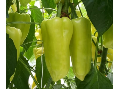 Posonium 250 szem halványzöld TV paprika vetőmag