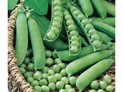 Premium 500g zöldborsó vetõmag