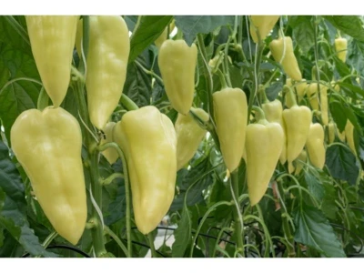 Primalist 1.000 szem TV paprika vetõmag