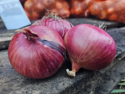 Primula Rossa 250.000 szem hagyma vetõmag