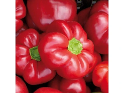 Pritamax 1000 szem pritamin paprika vetőmag