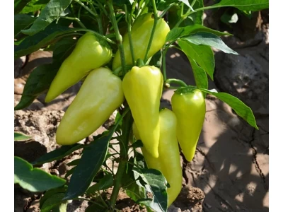 Promontor 250 szem halványzöld TV paprika vetőmag