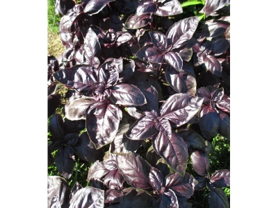 Purple Opaal 50g bazsalikom vetőmag