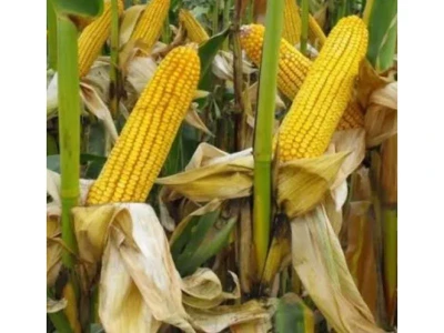 RGT Xxentaur C1 50.000 sz kukorica vm.