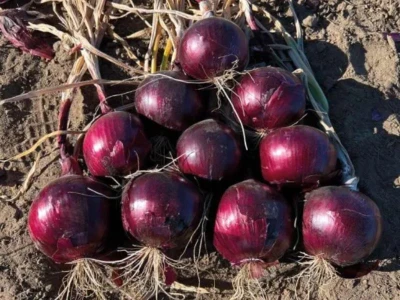 Red Jasper F1 100.000 sz. lilahagyma vetõmag PR