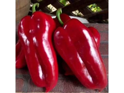Redex 500 szem paprika vetőmag