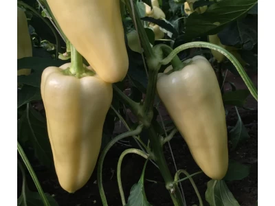 Rezigo 100 sz fehér TV paprika vetőmag