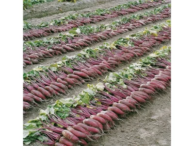 Rocket 50.000 szem cékla vetőmag