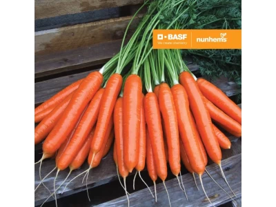 Romance 100.000 szem sárgarépa vetőmag 1,6-1,8