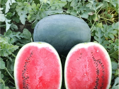 Romeria 1.000 szem görögdinnye vetőmag