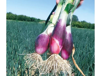 Rouge Long de Florance 250g sonka hagyma vetőmag